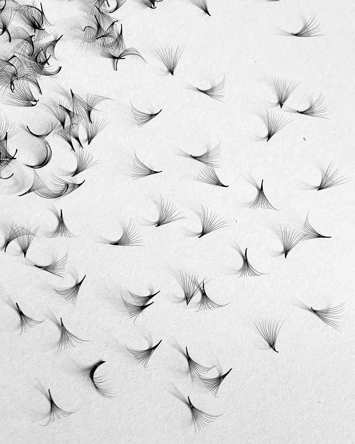 10D-0.05mm POWER-MAX Insta-Mega Pointy Root Premade Fans 500 Fans